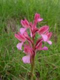 Anacamptis papilionacea